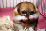 15 Awesome Pics Of Adorable Hamsters | No. 9 Is So Cute