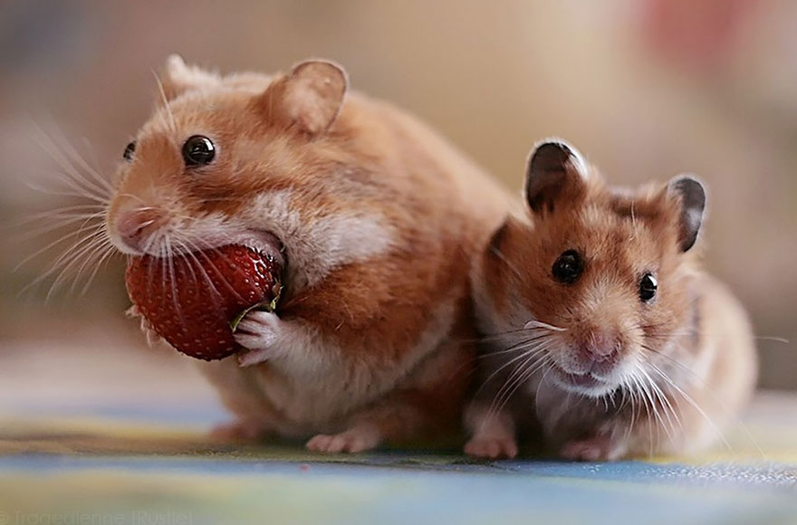 Cute, hamsters, animal, pet, cutest, sweet, lovely, adorable, so cute, awesome, amazing, wow, beautiful, photography