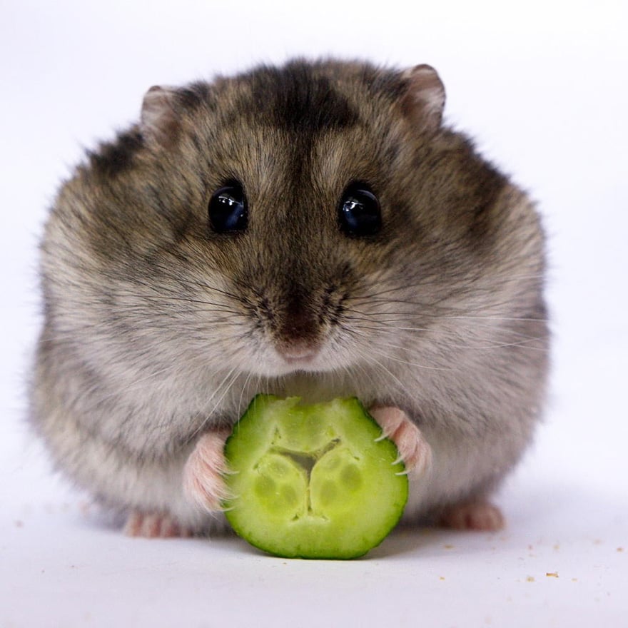 Cute, hamsters, animal, pet, cutest, sweet, lovely, adorable, so cute, awesome, amazing, wow, beautiful, photography