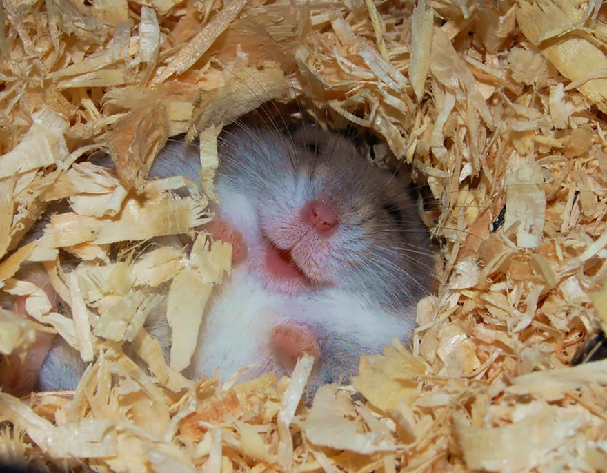 Cute, hamsters, animal, pet, cutest, sweet, lovely, adorable, so cute, awesome, amazing, wow, beautiful, photography