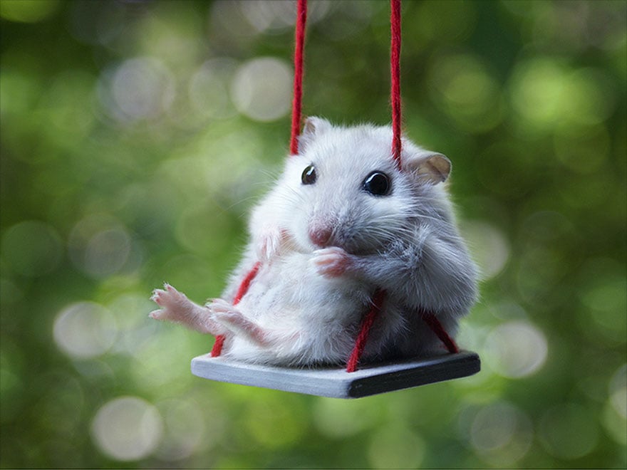Hamsterx.de Hamsterx.de