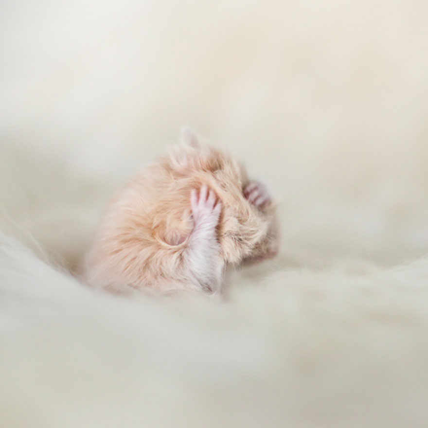 Cute, hamsters, animal, pet, cutest, sweet, lovely, adorable, so cute, awesome, amazing, wow, beautiful, photography