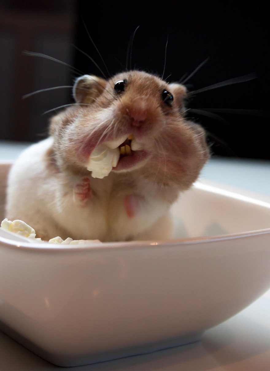 15 Awesome Pics Of Adorable Hamsters | No. 9 Is So Cute | Reckon Talk