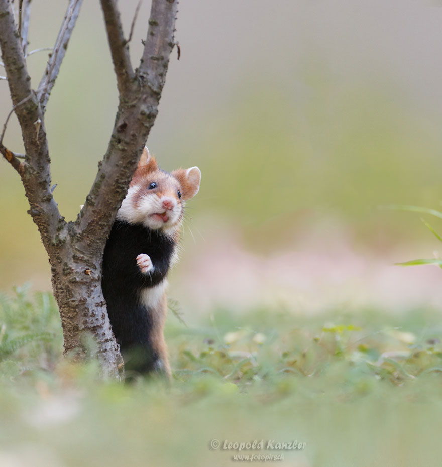 Cute, hamsters, animal, pet, cutest, sweet, lovely, adorable, so cute, awesome, amazing, wow, beautiful, photography