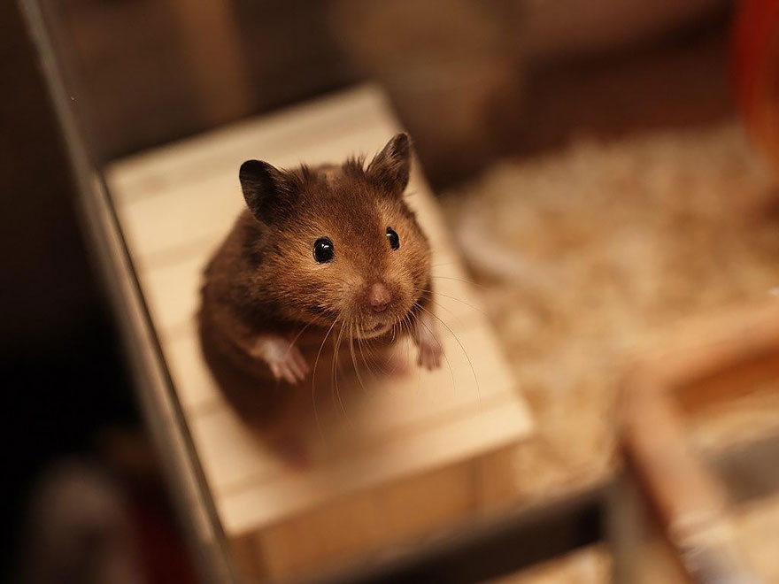 Cute, hamsters, animal, pet, cutest, sweet, lovely, adorable, so cute, awesome, amazing, wow, beautiful, photography
