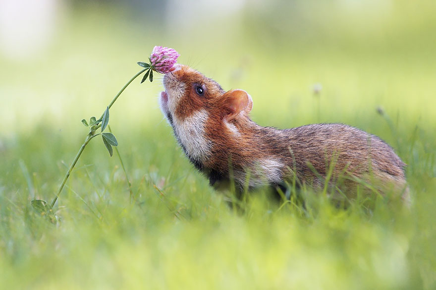 Cute, hamsters, animal, pet, cutest, sweet, lovely, adorable, so cute, awesome, amazing, wow, beautiful, photography