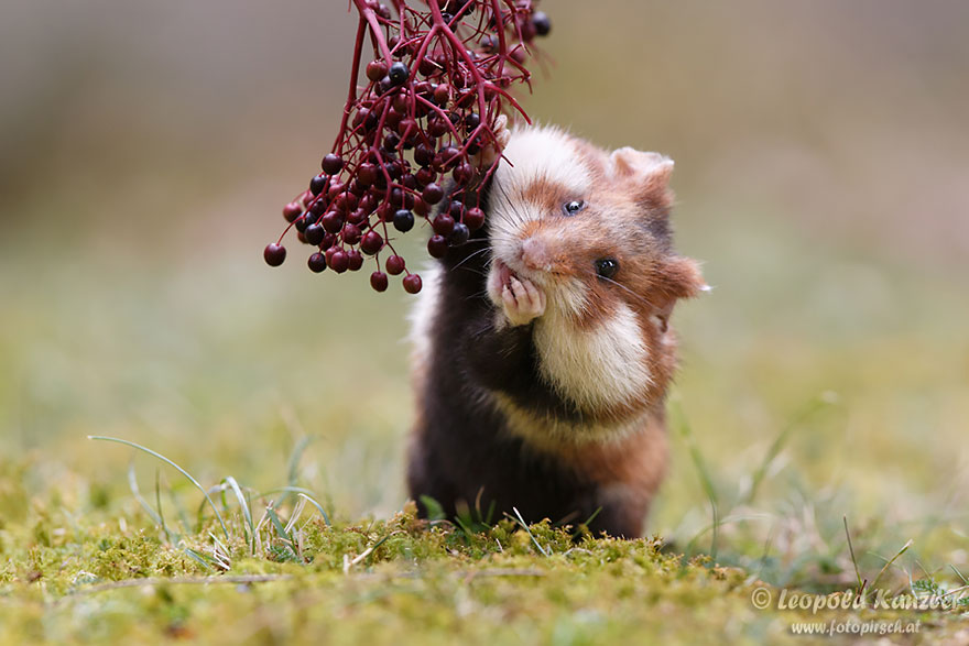 Cute, hamsters, animal, pet, cutest, sweet, lovely, adorable, so cute, awesome, amazing, wow, beautiful, photography