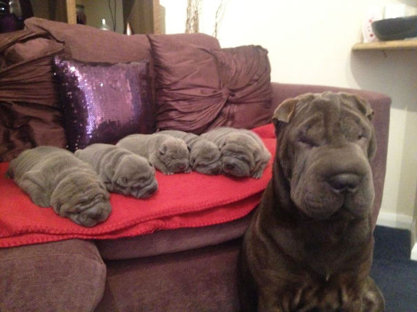 dog, pet, baby, babies, puppy, kids, dog mummy, dog mommy, dog mom, dog parents, animal, photography, photographer, wow, funny, amazing, cute, sweet, lovely, awesome