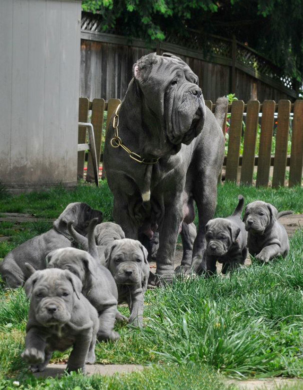 dog, pet, baby, babies, puppy, kids, dog mummy, dog mommy, dog mom, dog parents, animal, photography, photographer, wow, funny, amazing, cute, sweet, lovely, awesome