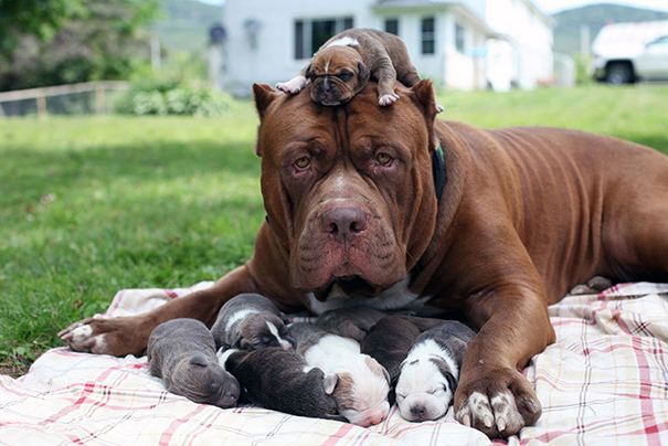 dog, pet, baby, babies, puppy, kids, dog mummy, dog mommy, dog mom, dog parents, animal, photography, photographer, wow, funny, amazing, cute, sweet, lovely, awesome