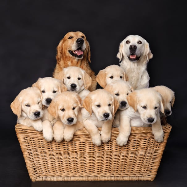 Dog, pet, baby, babies, puppy, kids, dog mummy, dog mommy, dog mom, dog parents, animal, photography, photographer, wow, funny, amazing, cute, sweet, lovely, awesome