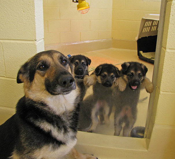 dog, pet, baby, babies, puppy, kids, dog mummy, dog mommy, dog mom, dog parents, animal, photography, photographer, wow, funny, amazing, cute, sweet, lovely, awesome