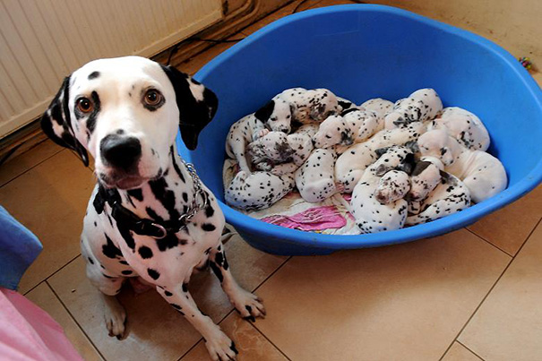 dog, pet, baby, babies, puppy, kids, dog mummy, dog mommy, dog mom, dog parents, animal, photography, photographer, wow, funny, amazing, cute, sweet, lovely, awesome
