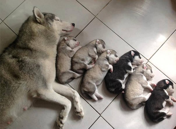 Dog, pet, baby, babies, puppy, kids, dog mummy, dog mommy, dog mom, dog parents, animal, photography, photographer, wow, funny, amazing, cute, sweet, lovely, awesome