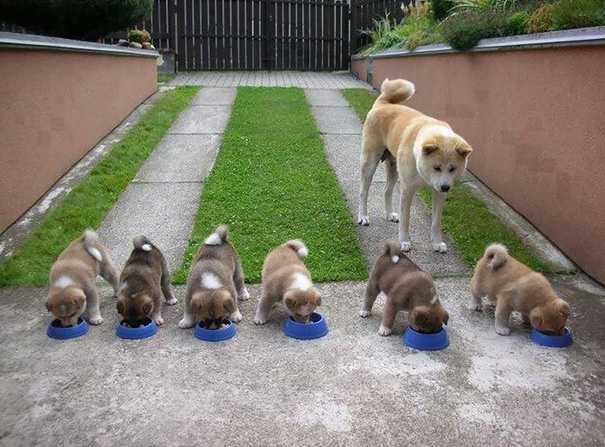 dog, pet, baby, babies, puppy, kids, dog mummy, dog mommy, dog mom, dog parents, animal, photography, photographer, wow, funny, amazing, cute, sweet, lovely, awesome
