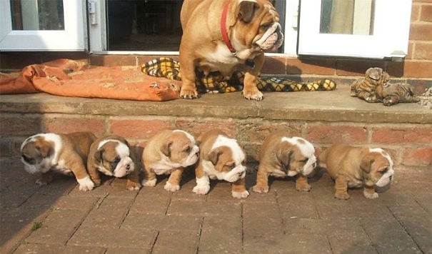 Dog, pet, baby, babies, puppy, kids, dog mummy, dog mommy, dog mom, dog parents, animal, photography, photographer, wow, funny, amazing, cute, sweet, lovely, awesome