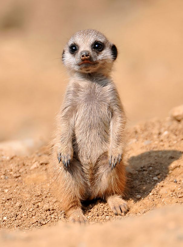 19 Adorable Pics Of The Cutest Baby Animals | Reckon Talk