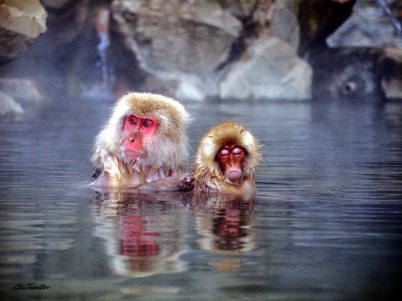 Snow Monkey, Jigokudani, Japanese Macaques, valley, Yokoyu River, Nagano Prefecture, japan, animal, nature, amazing, cute, wow, sweet, lovely, adorable, warm, water pools, hot, area, awesome