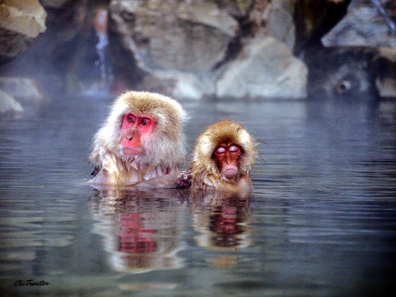 Snow monkey, jigokudani, japanese macaques, valley, yokoyu river, nagano prefecture, japan, animal, nature, amazing, cute, wow, sweet, lovely, adorable, warm, water pools, hot, area, awesome