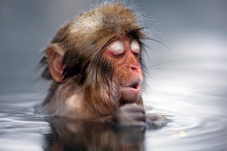 Snow Monkey, Jigokudani, Japanese Macaques, valley, Yokoyu River, Nagano Prefecture, japan, animal, nature, amazing, cute, wow, sweet, lovely, adorable, warm, water pools, hot, area, awesome