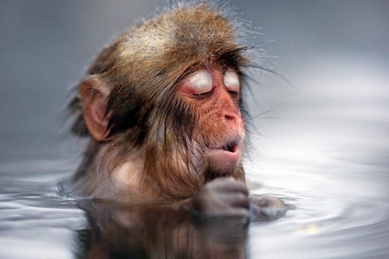 Snow monkey, jigokudani, japanese macaques, valley, yokoyu river, nagano prefecture, japan, animal, nature, amazing, cute, wow, sweet, lovely, adorable, warm, water pools, hot, area, awesome