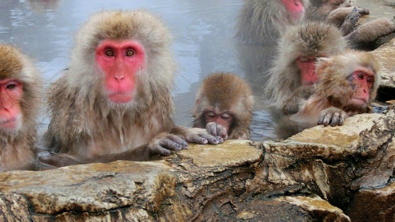 Snow monkey, jigokudani, japanese macaques, valley, yokoyu river, nagano prefecture, japan, animal, nature, amazing, cute, wow, sweet, lovely, adorable, warm, water pools, hot, area, awesome