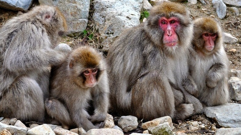 Snow monkey, jigokudani, japanese macaques, valley, yokoyu river, nagano prefecture, japan, animal, nature, amazing, cute, wow, sweet, lovely, adorable, warm, water pools, hot, area, awesome