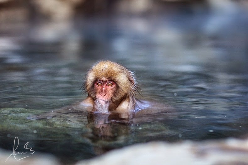 Snow monkey, jigokudani, japanese macaques, valley, yokoyu river, nagano prefecture, japan, animal, nature, amazing, cute, wow, sweet, lovely, adorable, warm, water pools, hot, area, awesome