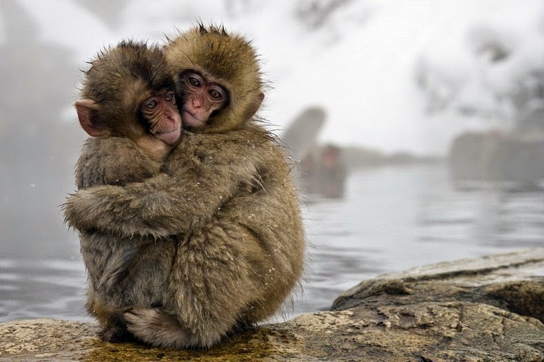 Snow monkey, jigokudani, japanese macaques, valley, yokoyu river, nagano prefecture, japan, animal, nature, amazing, cute, wow, sweet, lovely, adorable, warm, water pools, hot, area, awesome