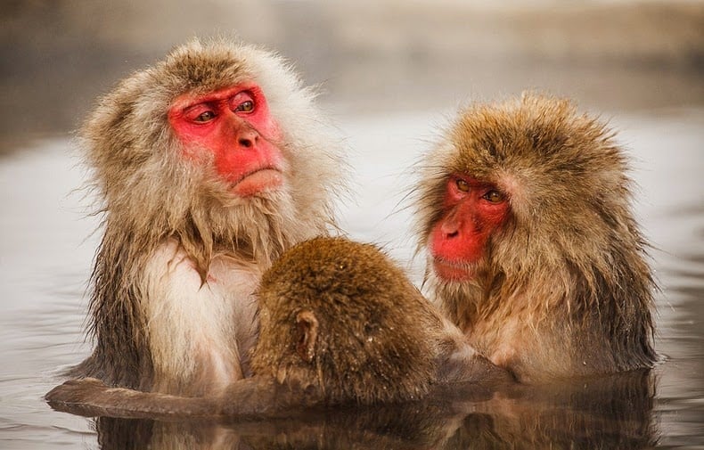 Snow monkey, jigokudani, japanese macaques, valley, yokoyu river, nagano prefecture, japan, animal, nature, amazing, cute, wow, sweet, lovely, adorable, warm, water pools, hot, area, awesome