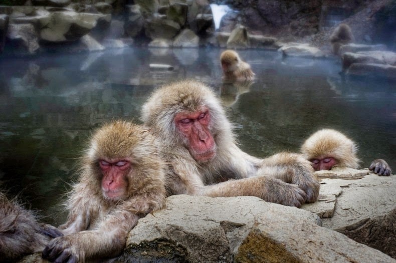 Snow monkey, jigokudani, japanese macaques, valley, yokoyu river, nagano prefecture, japan, animal, nature, amazing, cute, wow, sweet, lovely, adorable, warm, water pools, hot, area, awesome