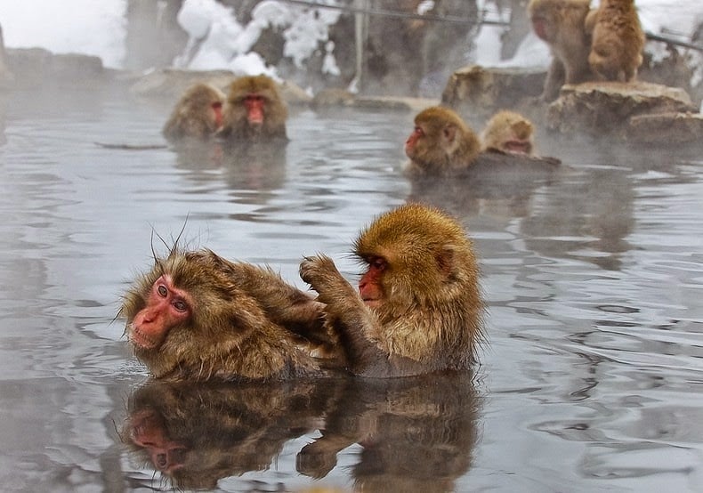 Snow monkey, jigokudani, japanese macaques, valley, yokoyu river, nagano prefecture, japan, animal, nature, amazing, cute, wow, sweet, lovely, adorable, warm, water pools, hot, area, awesome