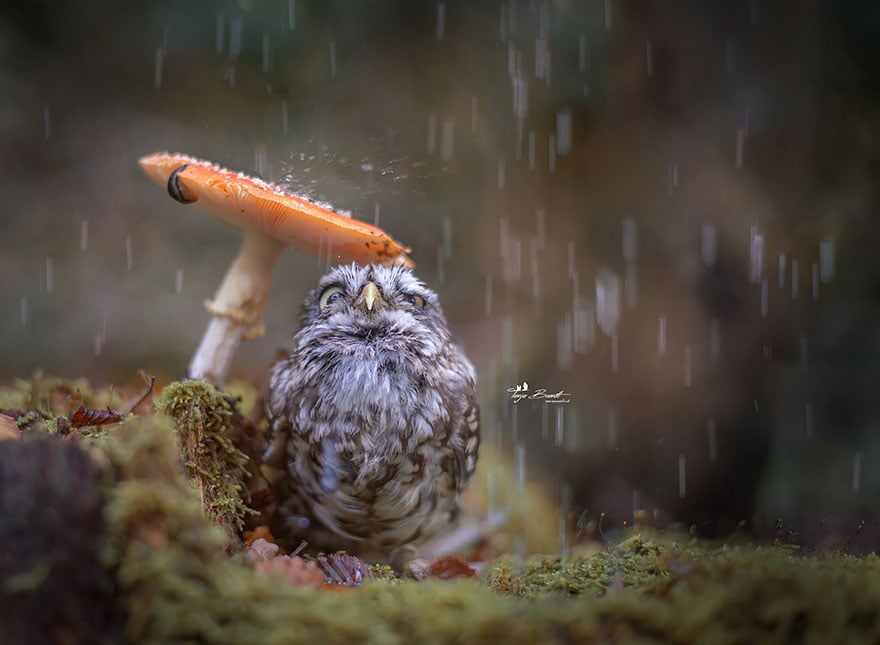 Owl, pet, animal, little, cute, sweet, wow, amazing, adorable, amazing owl, cute owl, wow owl, adorable owl, sweet owl, lovely owl, mushrooms, tanja brandt, photographer, photography, owl celeb, internet, facebook, instagram, viral, social media, tiny owl, little owl