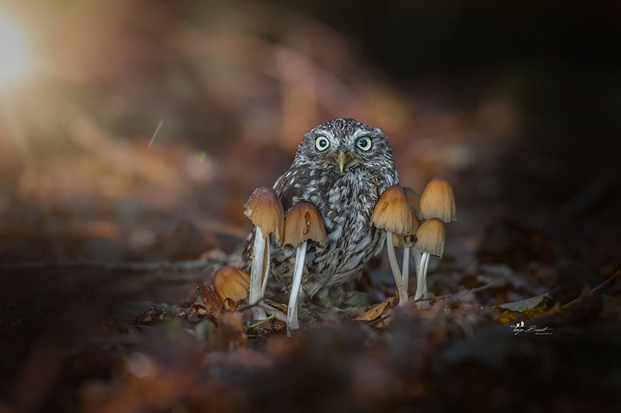 Owl, pet, animal, little, cute, sweet, wow, amazing, adorable, amazing owl, cute owl, wow owl, adorable owl, sweet owl, lovely owl, mushrooms, tanja brandt, photographer, photography, owl celeb, internet, facebook, instagram, viral, social media, tiny owl, little owl