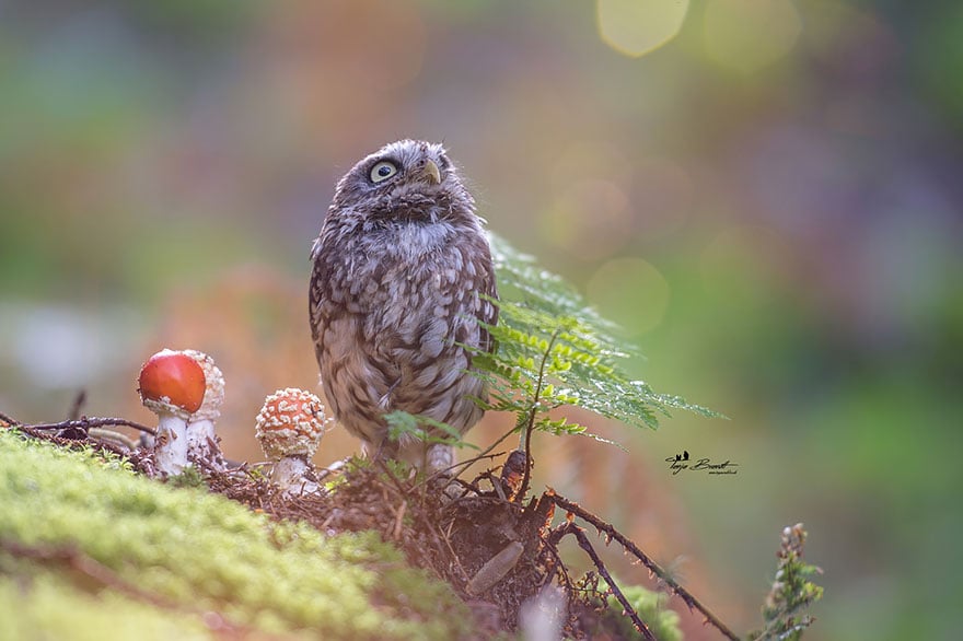 Owl, pet, animal, little, cute, sweet, wow, amazing, adorable, amazing owl, cute owl, wow owl, adorable owl, sweet owl, lovely owl, mushrooms, tanja brandt, photographer, photography, owl celeb, internet, facebook, instagram, viral, social media, tiny owl, little owl