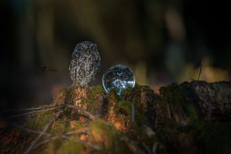 Owl, pet, animal, little, cute, sweet, wow, amazing, adorable, amazing owl, cute owl, wow owl, adorable owl, sweet owl, lovely owl, mushrooms, tanja brandt, photographer, photography, owl celeb, internet, facebook, instagram, viral, social media, tiny owl, little owl