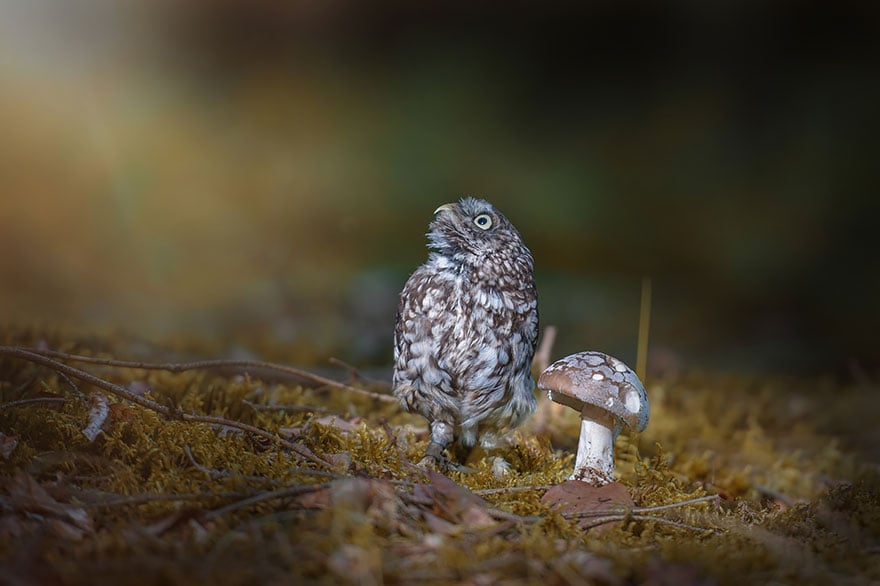 Owl, pet, animal, little, cute, sweet, wow, amazing, adorable, amazing owl, cute owl, wow owl, adorable owl, sweet owl, lovely owl, mushrooms, tanja brandt, photographer, photography, owl celeb, internet, facebook, instagram, viral, social media, tiny owl, little owl