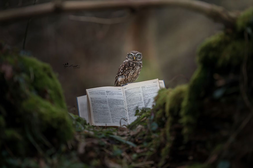 Owl, pet, animal, little, cute, sweet, wow, amazing, adorable, amazing owl, cute owl, wow owl, adorable owl, sweet owl, lovely owl, mushrooms, tanja brandt, photographer, photography, owl celeb, internet, facebook, instagram, viral, social media, tiny owl, little owl