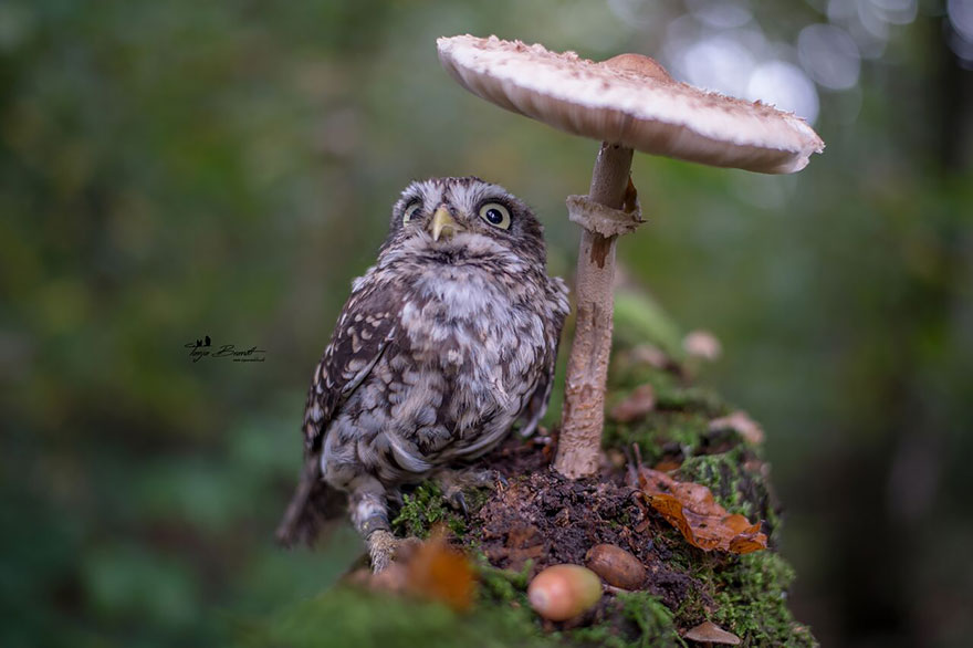 Owl, pet, animal, little, cute, sweet, wow, amazing, adorable, amazing owl, cute owl, wow owl, adorable owl, sweet owl, lovely owl, mushrooms, tanja brandt, photographer, photography, owl celeb, internet, facebook, instagram, viral, social media, tiny owl, little owl