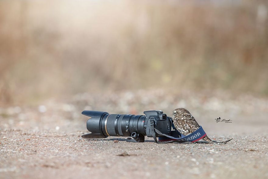 Owl, pet, animal, little, cute, sweet, wow, amazing, adorable, amazing owl, cute owl, wow owl, adorable owl, sweet owl, lovely owl, mushrooms, tanja brandt, photographer, photography, owl celeb, internet, facebook, instagram, viral, social media, tiny owl, little owl