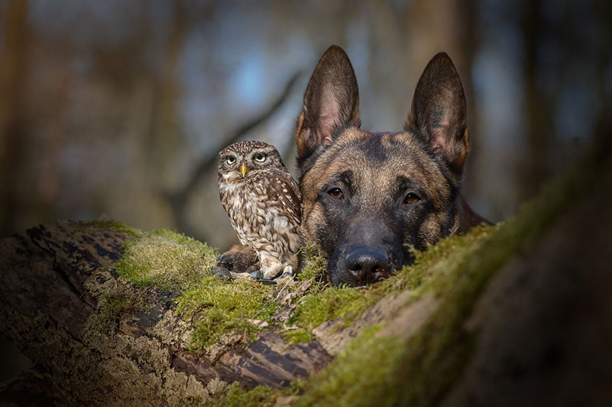 Owl, pet, animal, little, cute, sweet, wow, amazing, adorable, amazing owl, cute owl, wow owl, adorable owl, sweet owl, lovely owl, mushrooms, tanja brandt, photographer, photography, owl celeb, internet, facebook, instagram, viral, social media, tiny owl, little owl