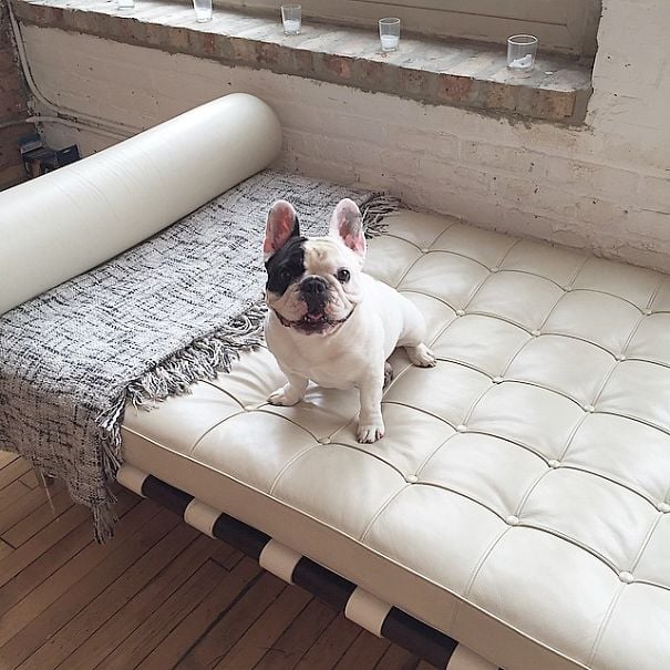 dog, bulldog, french bulldog, animal, pet, puppy, Manny, Chicago, Internet celebrity, internet celeb, 4 million followers , Amber Chavez and Jon Huang, Amber Chavez, Jon Huang, Filipino boxer Manny Pacquiao, 20,000 followers on Twitter, 700,000 “likes” on Facebook, 600,000 followers on Instagram, facebook, twitter, instagram, cute, wow, sweet, adorable, photography, photographer, awesome