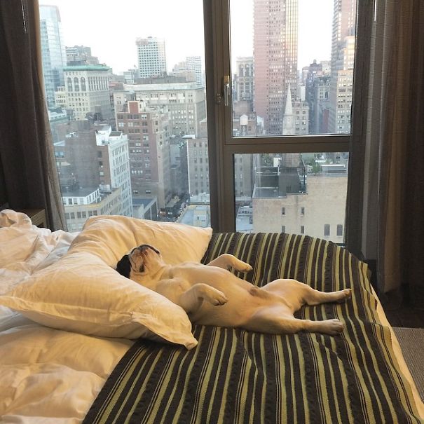 dog, bulldog, french bulldog, animal, pet, puppy, Manny, Chicago, Internet celebrity, internet celeb, 4 million followers , Amber Chavez and Jon Huang, Amber Chavez, Jon Huang, Filipino boxer Manny Pacquiao, 20,000 followers on Twitter, 700,000 “likes” on Facebook, 600,000 followers on Instagram, facebook, twitter, instagram, cute, wow, sweet, adorable, photography, photographer, awesome