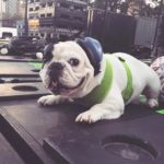 9 Cute Pics Of Internet Celeb Manny, A French Bulldog | So Adorable