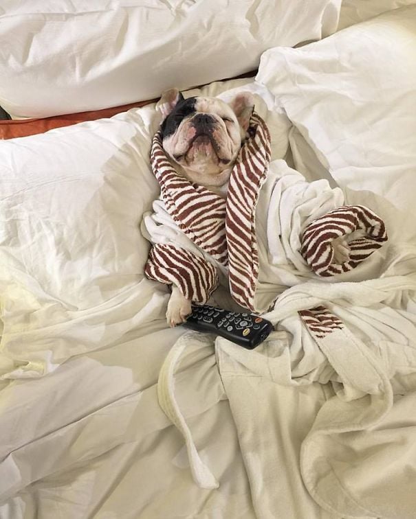 dog, bulldog, french bulldog, animal, pet, puppy, Manny, Chicago, Internet celebrity, internet celeb, 4 million followers , Amber Chavez and Jon Huang, Amber Chavez, Jon Huang, Filipino boxer Manny Pacquiao, 20,000 followers on Twitter, 700,000 “likes” on Facebook, 600,000 followers on Instagram, facebook, twitter, instagram, cute, wow, sweet, adorable, photography, photographer, awesome