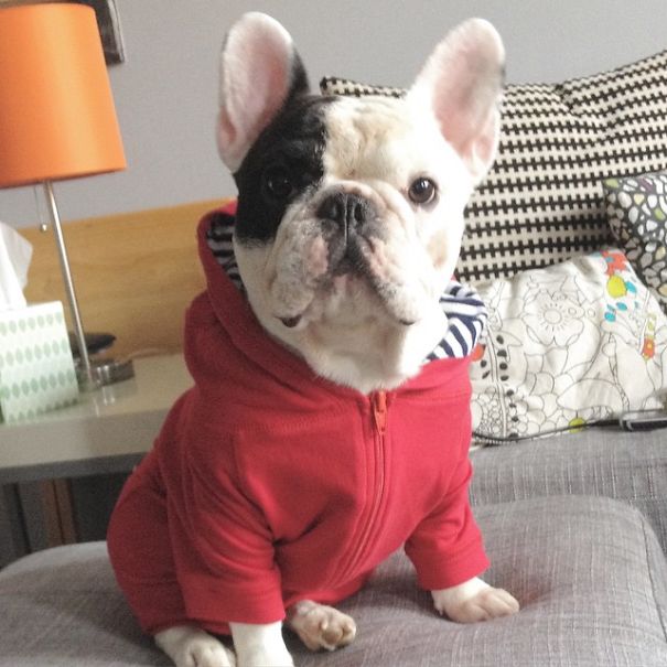 dog, bulldog, french bulldog, animal, pet, puppy, Manny, Chicago, Internet celebrity, internet celeb, 4 million followers , Amber Chavez and Jon Huang, Amber Chavez, Jon Huang, Filipino boxer Manny Pacquiao, 20,000 followers on Twitter, 700,000 “likes” on Facebook, 600,000 followers on Instagram, facebook, twitter, instagram, cute, wow, sweet, adorable, photography, photographer, awesome