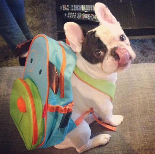 dog, bulldog, french bulldog, animal, pet, puppy, Manny, Chicago, Internet celebrity, internet celeb, 4 million followers , Amber Chavez and Jon Huang, Amber Chavez, Jon Huang, Filipino boxer Manny Pacquiao, 20,000 followers on Twitter, 700,000 “likes” on Facebook, 600,000 followers on Instagram, facebook, twitter, instagram, cute, wow, sweet, adorable, photography, photographer, awesome