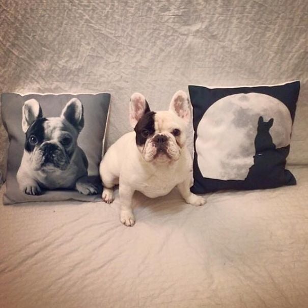 dog, bulldog, french bulldog, animal, pet, puppy, Manny, Chicago, Internet celebrity, internet celeb, 4 million followers , Amber Chavez and Jon Huang, Amber Chavez, Jon Huang, Filipino boxer Manny Pacquiao, 20,000 followers on Twitter, 700,000 “likes” on Facebook, 600,000 followers on Instagram, facebook, twitter, instagram, cute, wow, sweet, adorable, photography, photographer, awesome