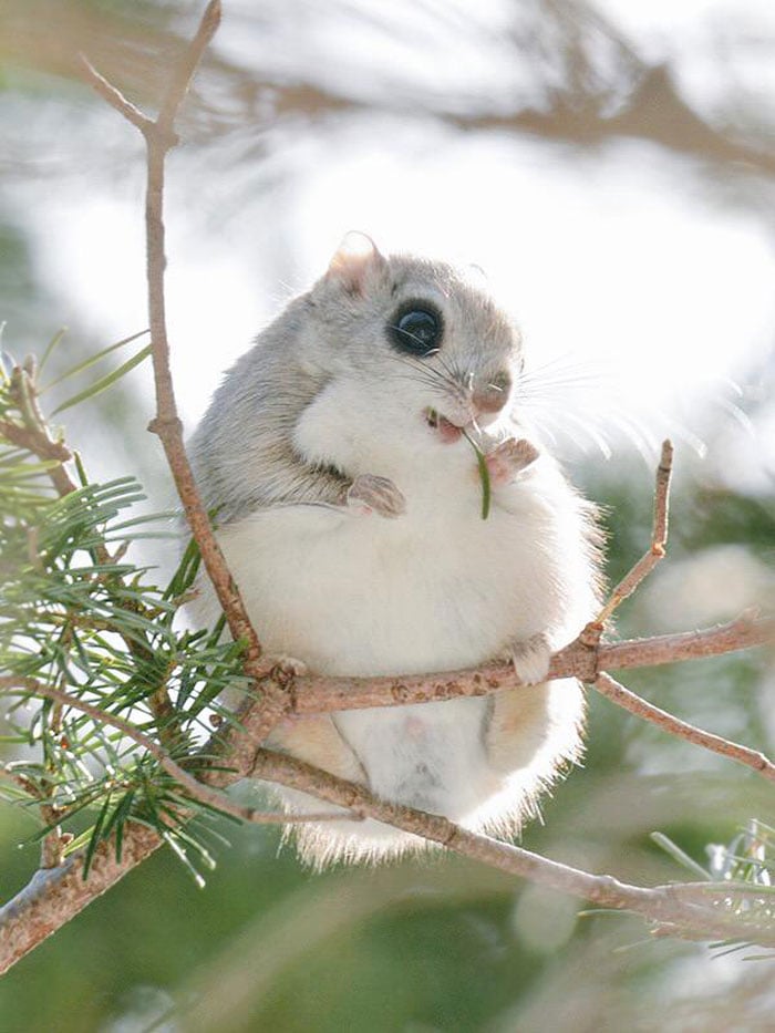 siberian, japanese, dwarf, squirrel, flying squirrel, animal, pet, cute, adorable, tiny, small, little, funny, sweet, lovely, awesome, amazing, creature, japan, europe