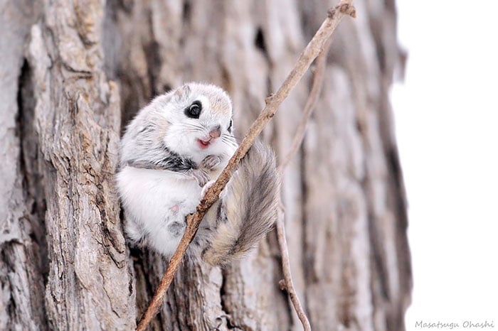 Siberian, japanese, dwarf, squirrel, flying squirrel, animal, pet, cute, adorable, tiny, small, little, funny, sweet, lovely, awesome, amazing, creature, japan, europe